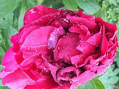 peony14 (16)